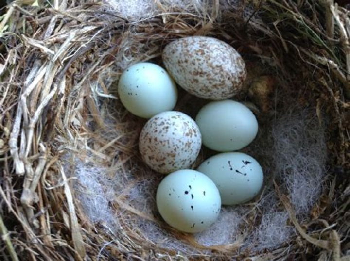 What color are house finch eggs?