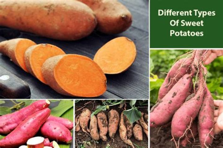 Quick Answer: What Color Are Sweet Potatoes