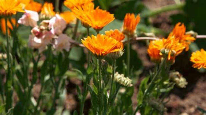 What do calendula flowers smell like?