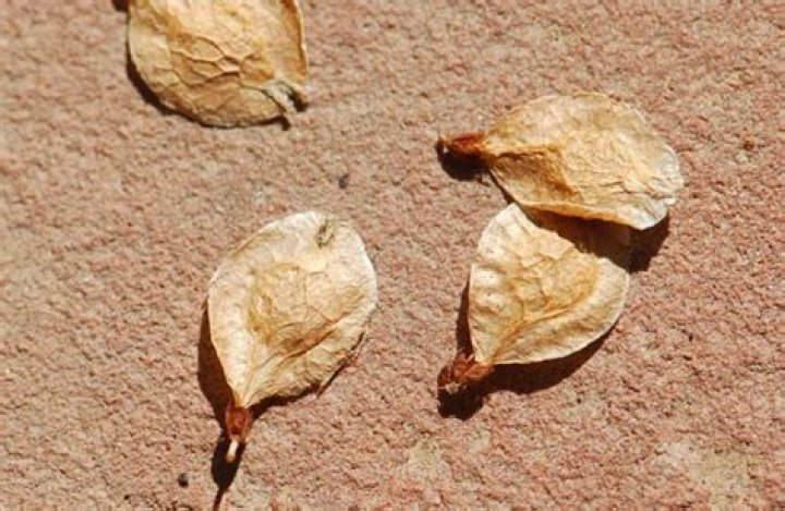 Question: What Do Elm Tree Seeds Look Like