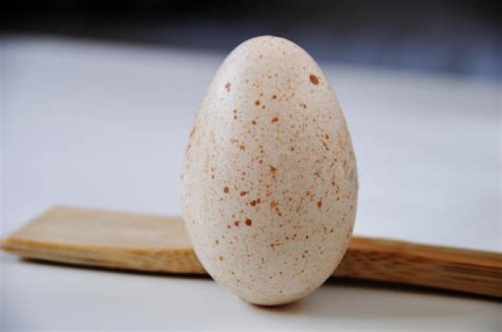 Quick Answer: What Do Turkey Eggs Look Like