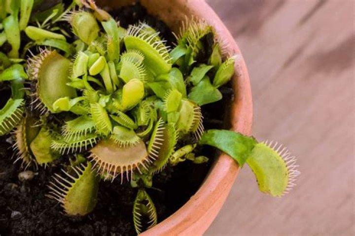 Quick Answer: What Do You Feed A Venus Fly Trap