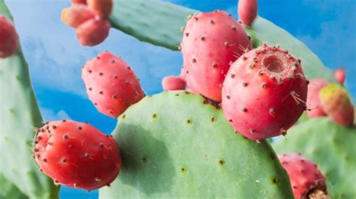 Quick Answer: What Does A Prickly Pear Taste Like