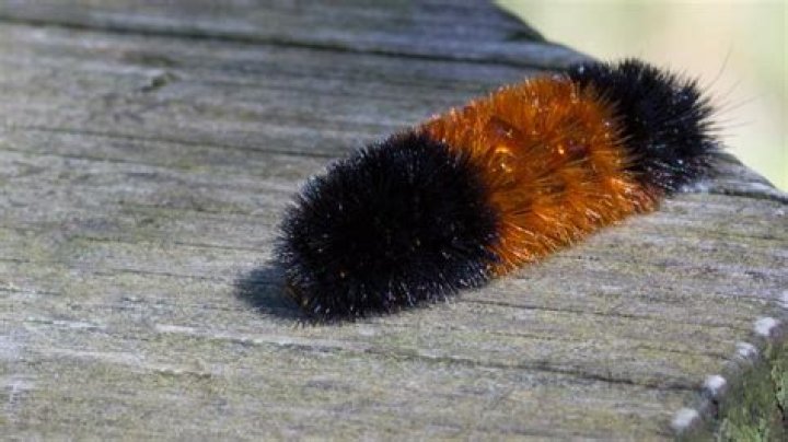 What Does An All Black Wooly Bear Mean
