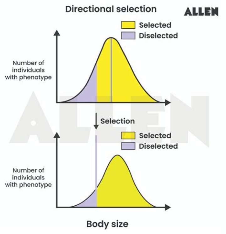 What Does Directional Line Mean In Art