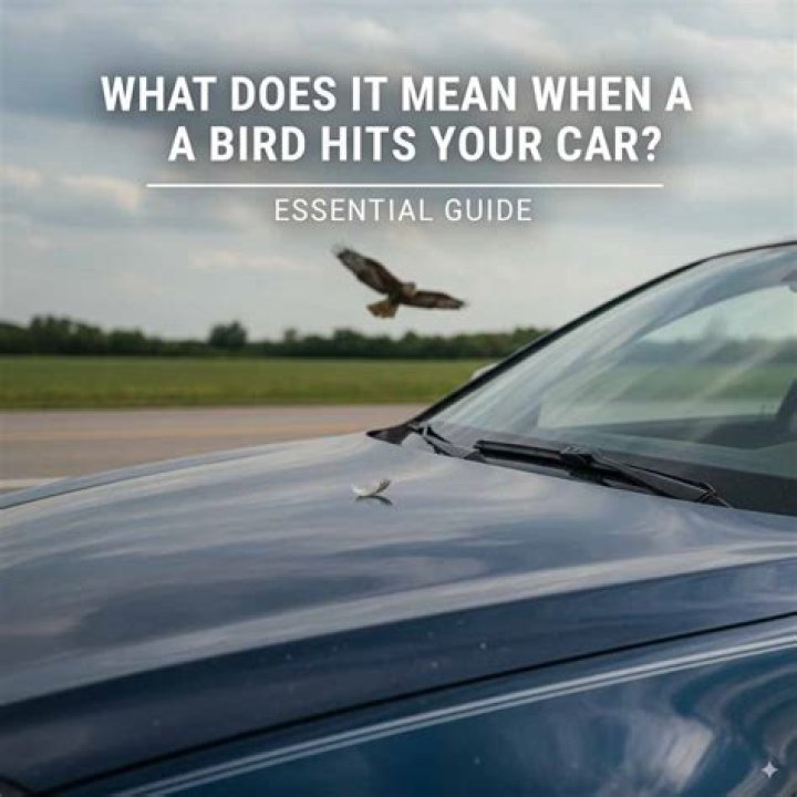 Question: What Does It Mean When A Bird Hits Your Car Windshield While Driving