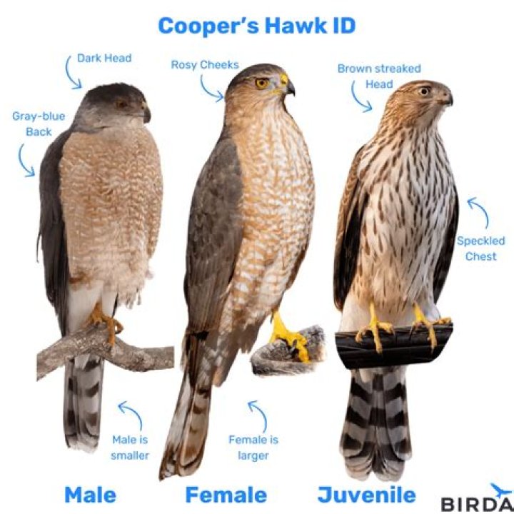 What does it mean when a hawk is in your yard?