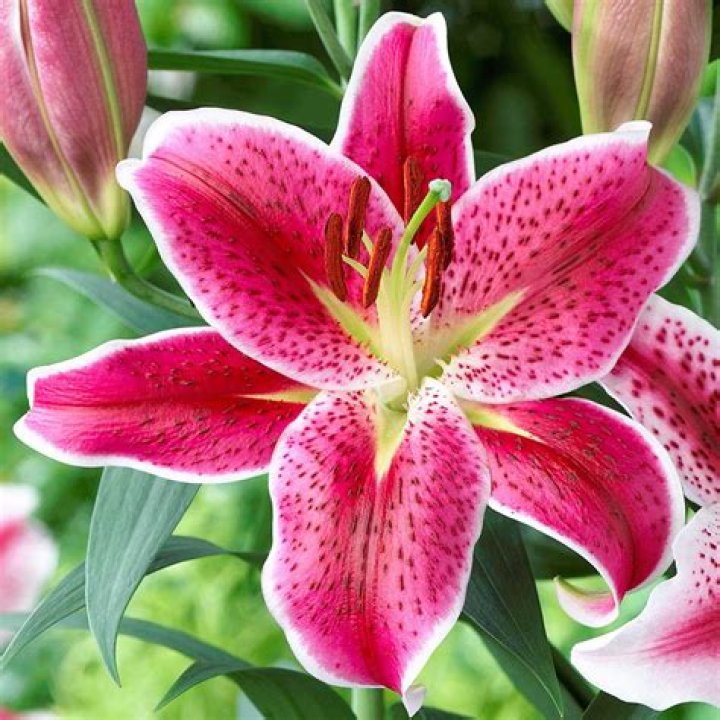 Question: What Does Lilies Look Like