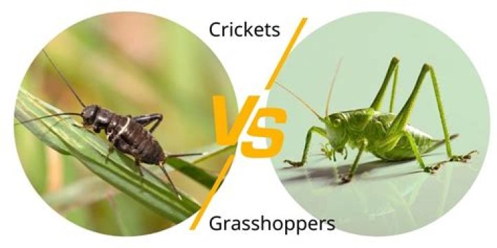Question: What Eats Crickets And Grasshoppers