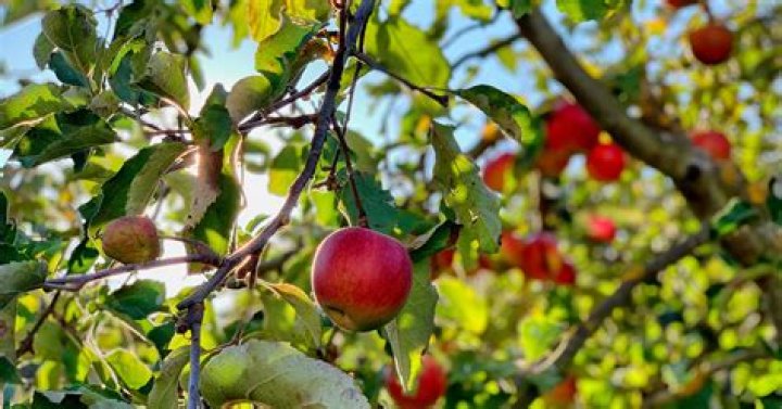 What fruit trees grow in Arkansas?
