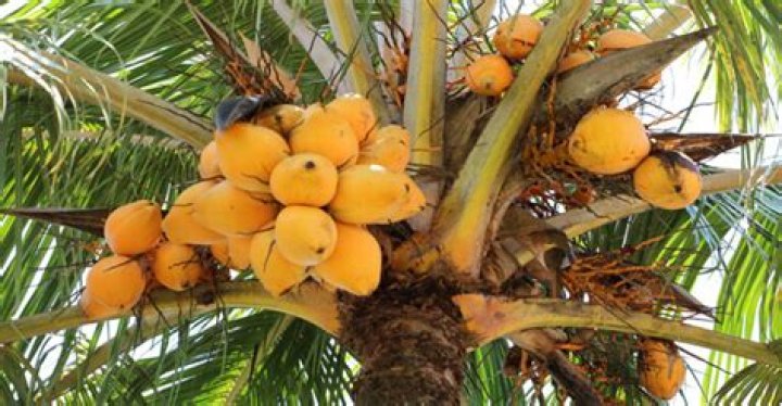 Question: What Grows On Palm Trees