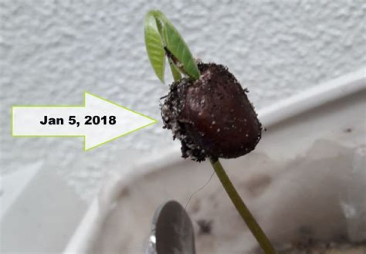 What happens if you eat a cherimoya seed?