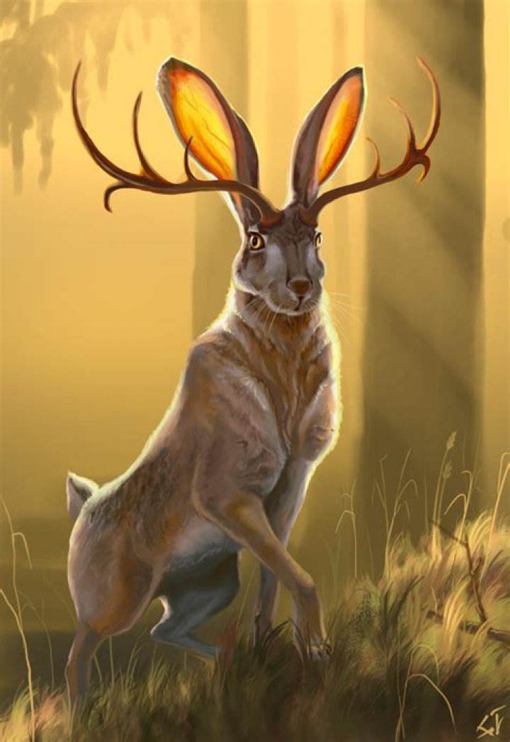 Question: What Is A Jackalope Rabbit
