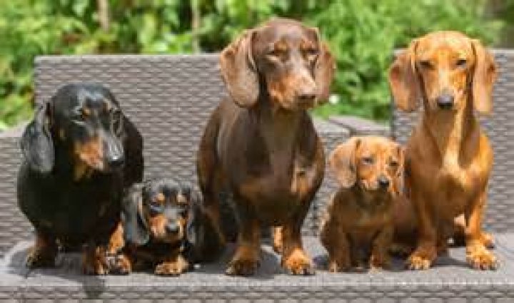 What is a mini Dachshund and why are they being dumped by their owners? – The US Sun