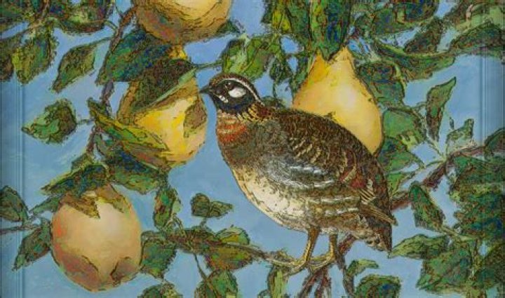 Question: What Is A Partridge In A Pear Tree