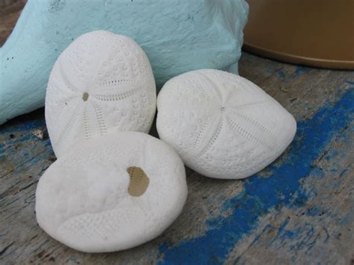 Question: What Is A Sea Biscuit Shell