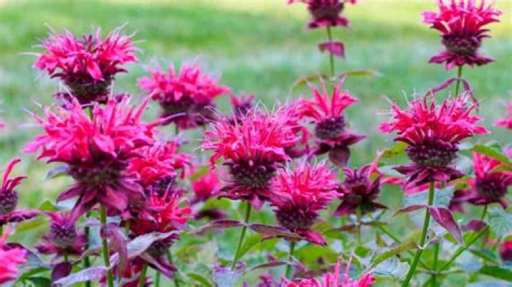 Question: What Is Bee Balm Plant