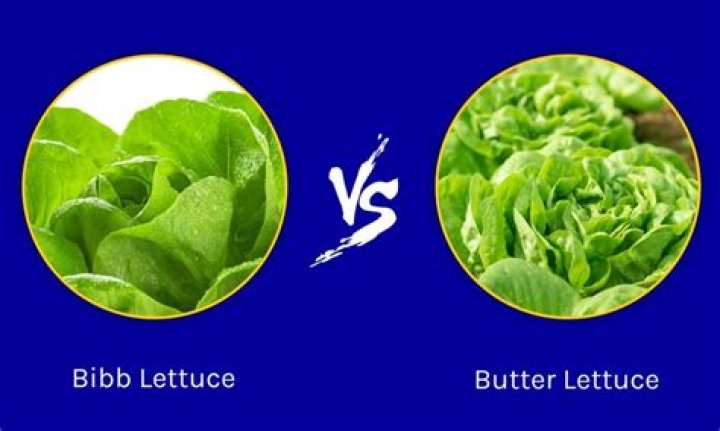 What is similar to Bibb lettuce?