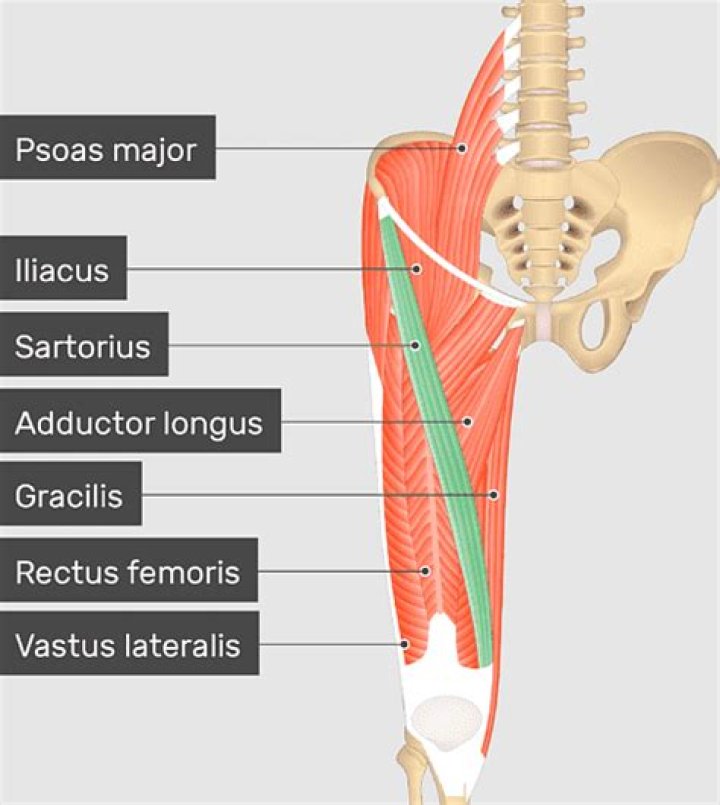 What is the antagonist muscle of the Sartorius?