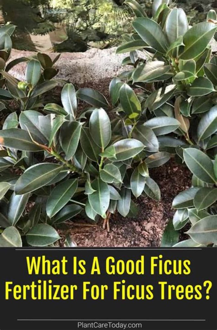 What is the best fertilizer for ficus hedge?