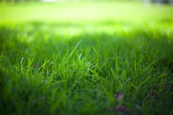 What Is The Best Grass Seed For East Tennessee
