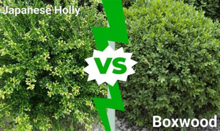 Question: What Is The Difference Between Japanese Boxwood And Wintergreen Boxwood