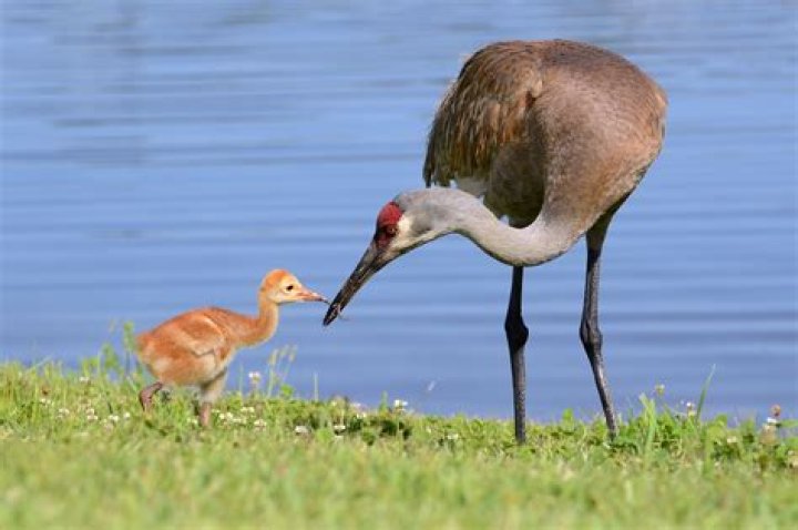 What is the fine for feeding sandhill cranes in Florida?
