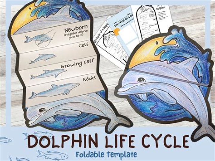 What is the life cycle of a dolphin?