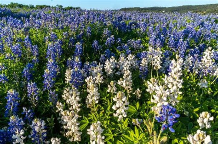 Question: What Is The State Flower Of Texas