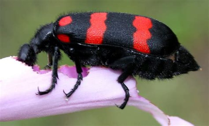 Question: What Kind Of Bug Is Black With Red Stripes