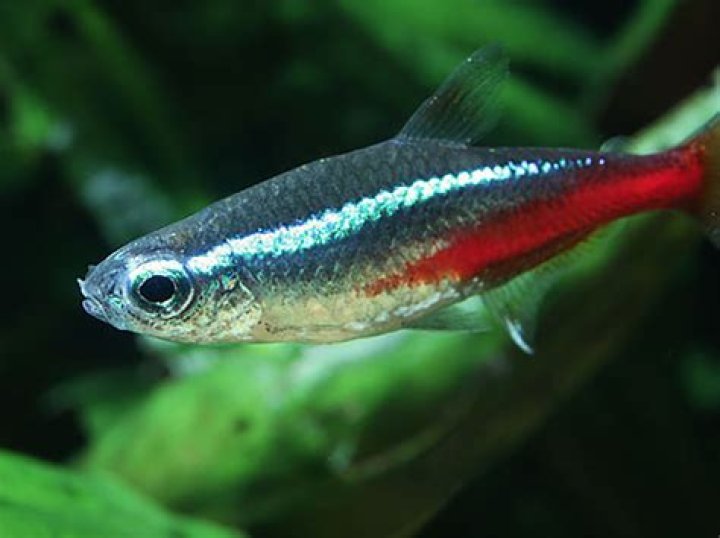 What kind of fish is trigger?