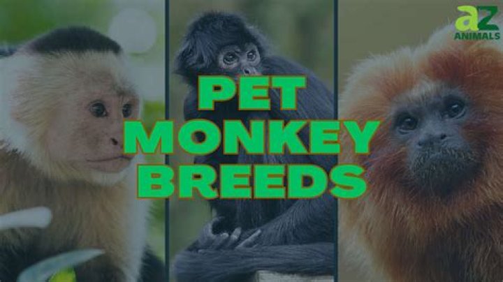 Question: What Monkeys Can Pop Ceramic Baloons