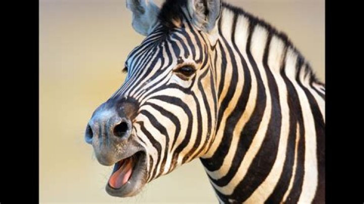 Question: What Noise Does A Zebra Make
