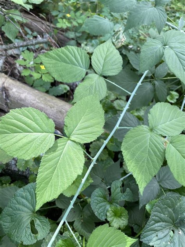 What plant has 3 leaves and thorns?