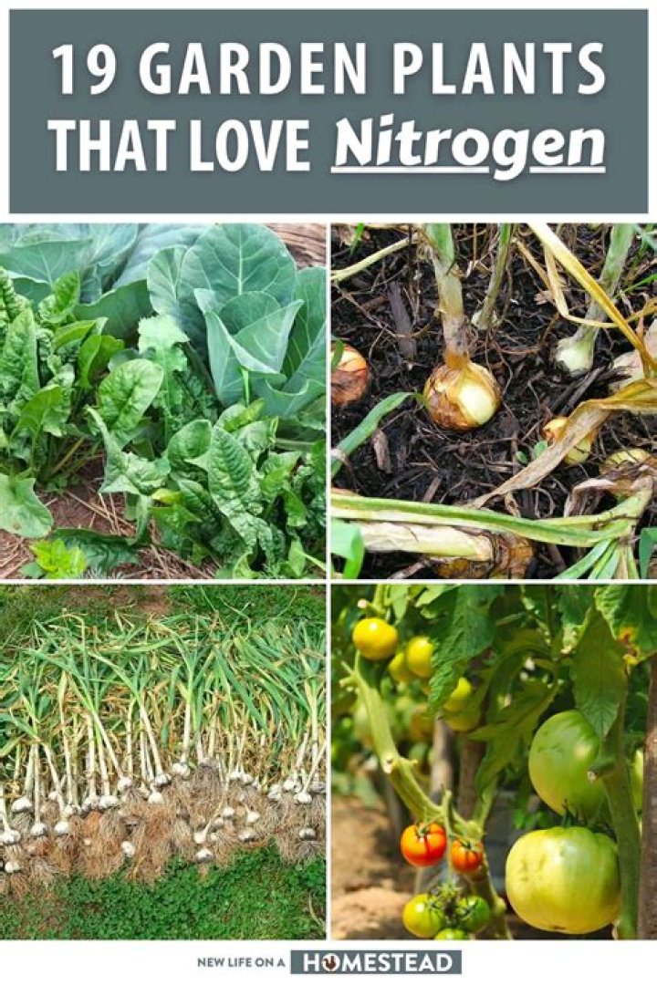 Quick Answer: What Plants Need High Nitrogen