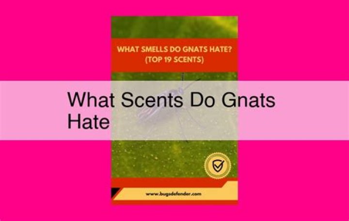 Question: What Scents Do Gnats Hate