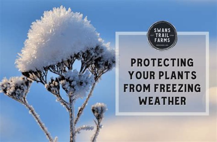 What Temperature To Cover Plants From Freezing