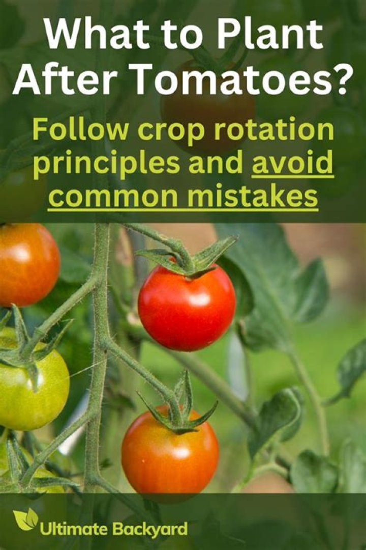 What To Plant After Tomatoes Crop Rotation