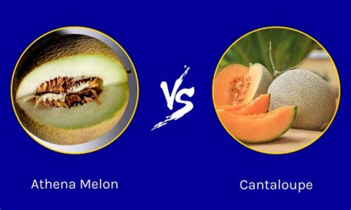 What’s the difference between an Athena melon and a cantaloupe?