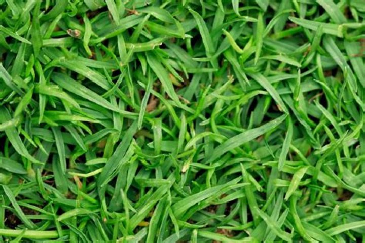 When can I plant grass seed in Chicago?