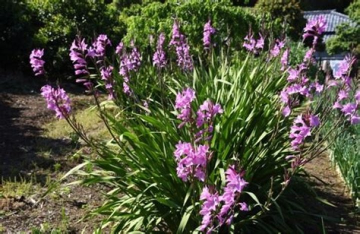 When can I transplant gladiolus?