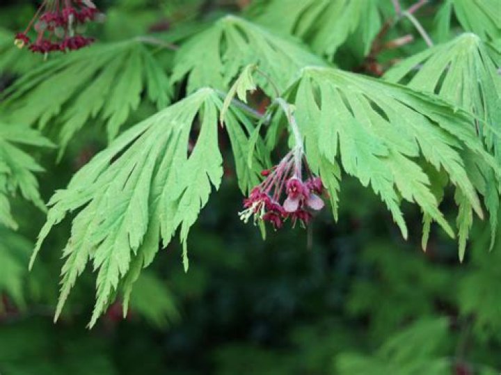 Question: When Do Japanese Maples Bloom