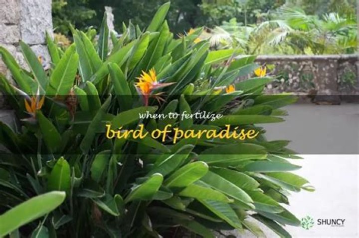 When To Fertilize Bird Of Paradise