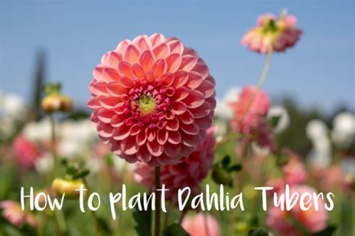 Question: When To Plant Dahlia Tubers Zone 6