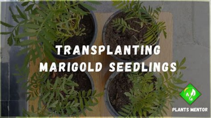 Quick Answer: When To Transplant Marigold Seedlings