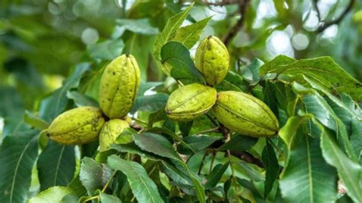Where To Find The Elusive Pecan: A Guide To Pecan Habitats