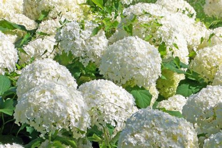 Which grows faster Ligustrum or viburnum?