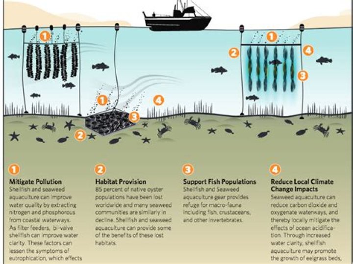Which Of These Is A Benefit Of Fish Farming