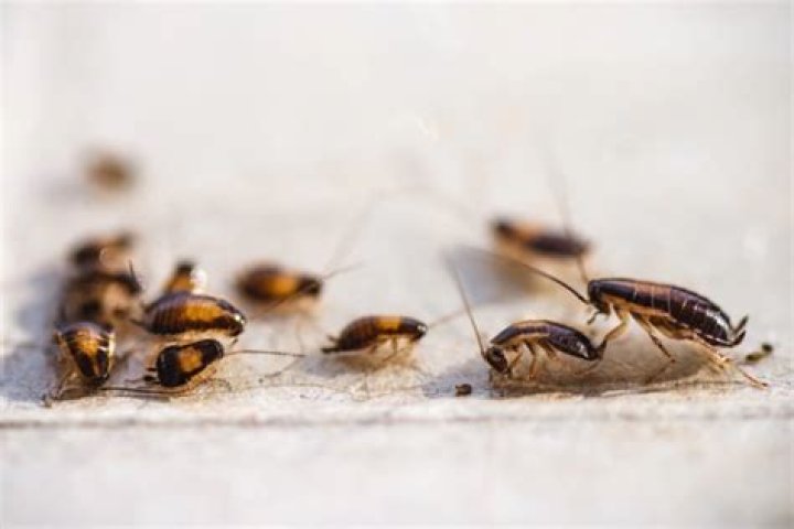 Which Problem Indicates A Cockroach Infestation