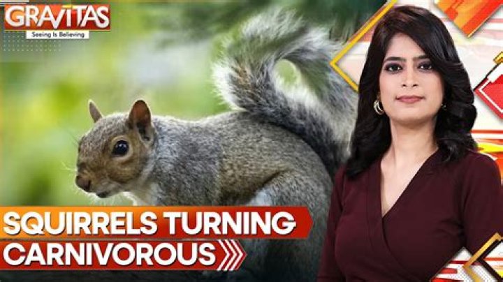 Why Are The Squirrels Going Crazy 2021